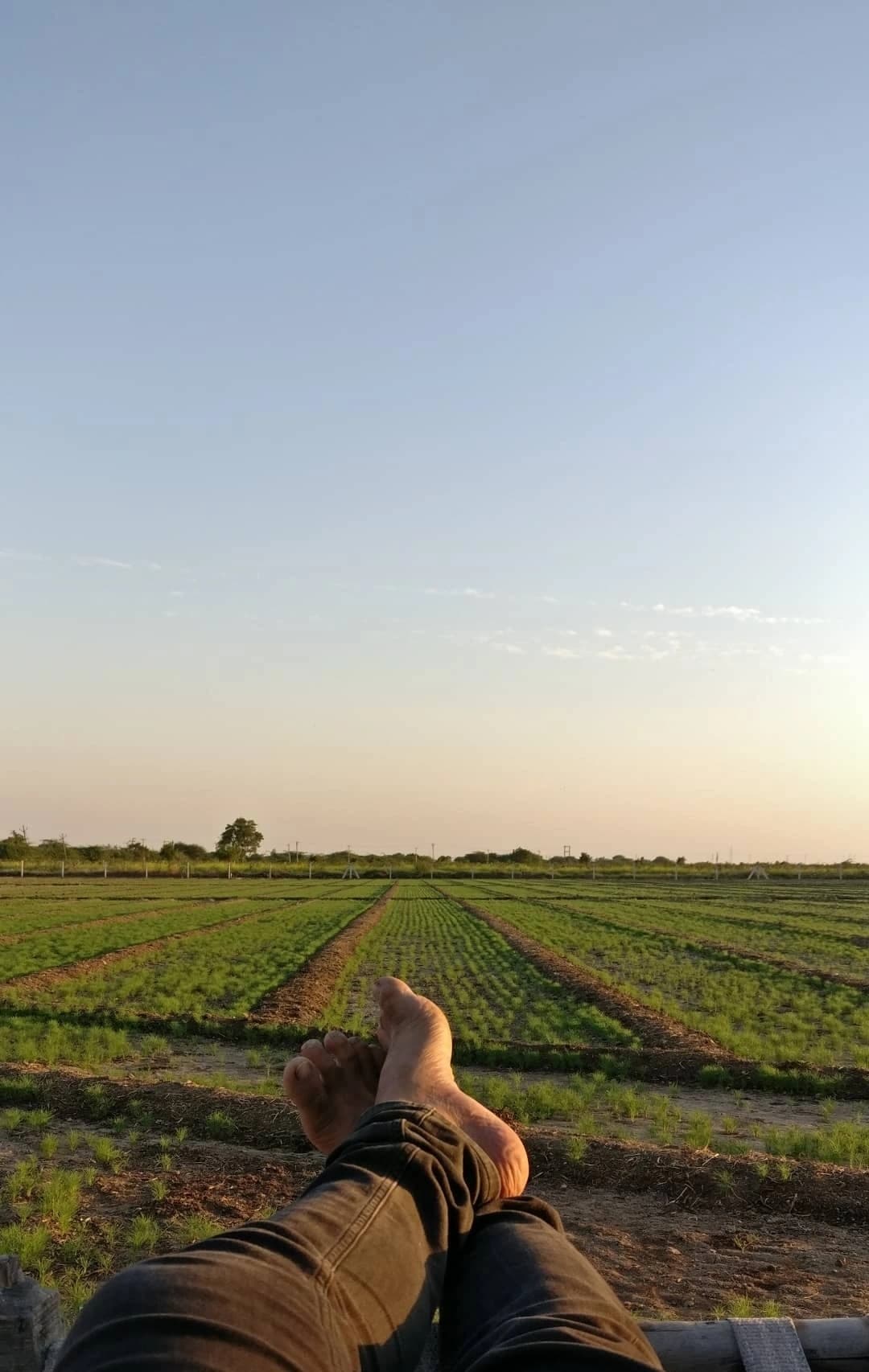 Open green farmland stretching towards a treeline under a bright sky